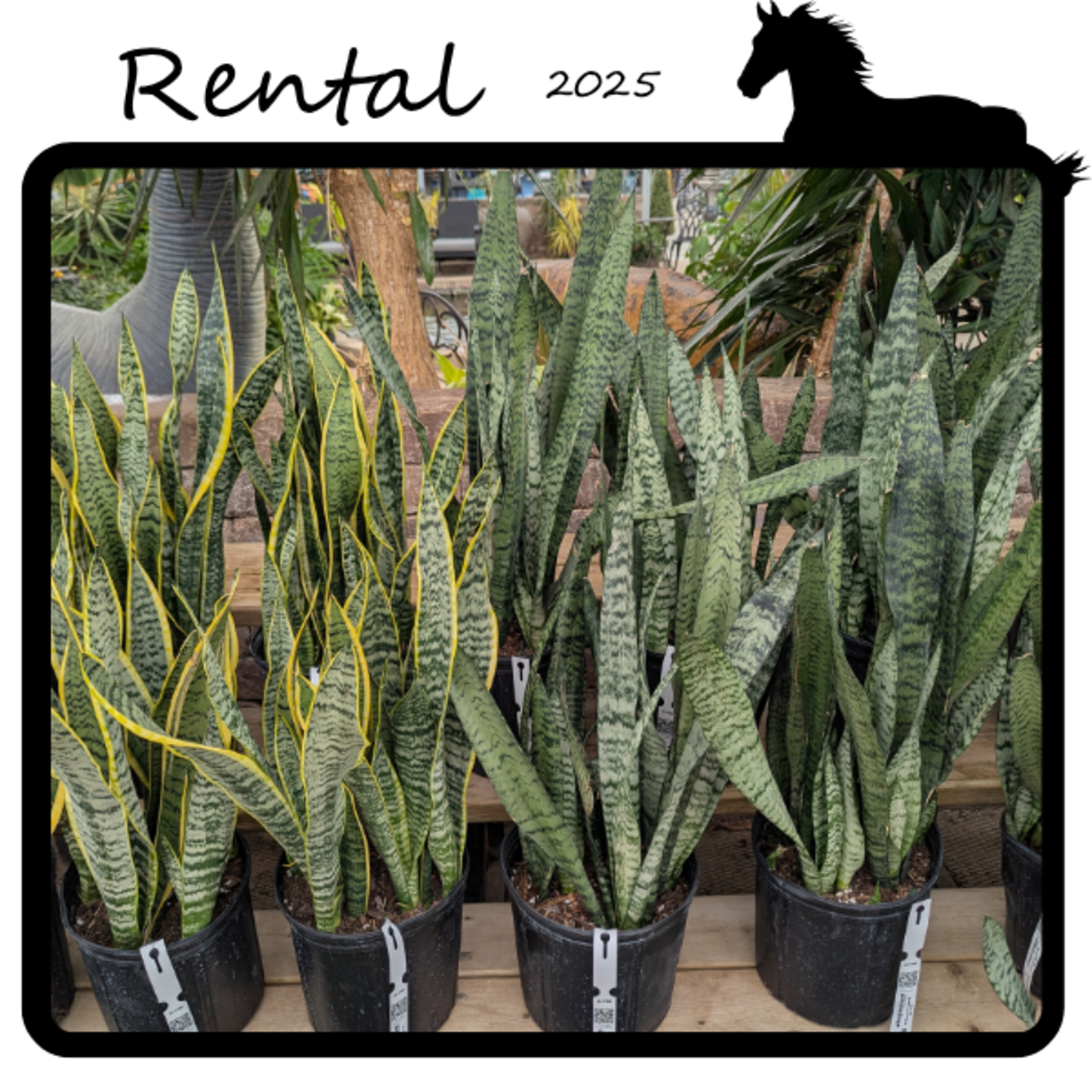 Green Spot Rentals Rental - Sansevieria sp.