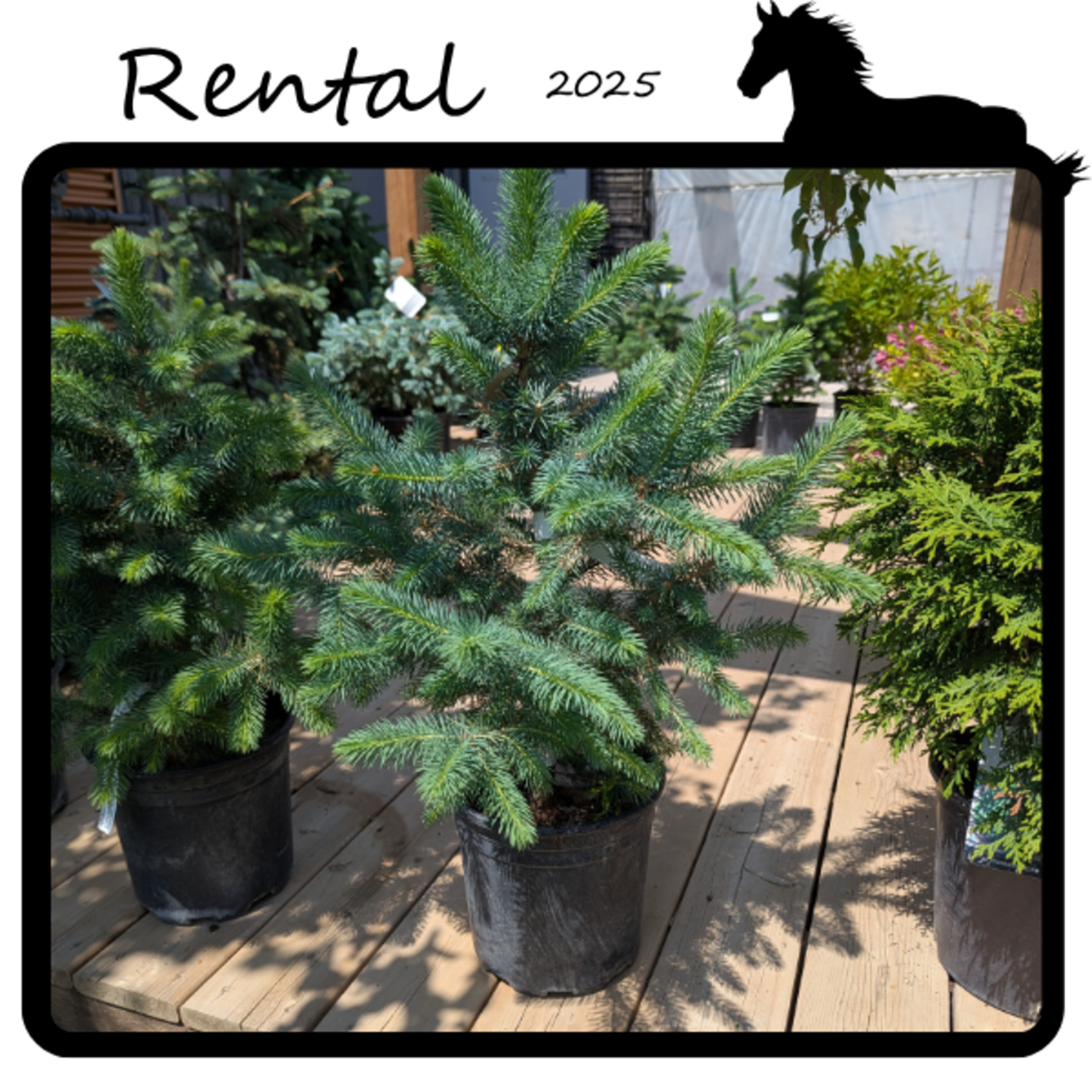 Green Spot Rentals Rental - Spruce #02 - #03 Gallon Nursery Container