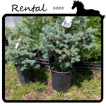 Green Spot Rentals Rental - Spruce #05 - #07 Gallon Nursery Container