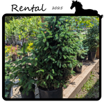 Green Spot Rentals Rental - Spruce #10 Gallon Nursery Container