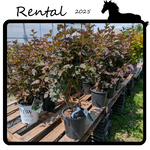 Green Spot Rentals Rental - Wine Ninebark #02 - #03 Gallon Nursery Container