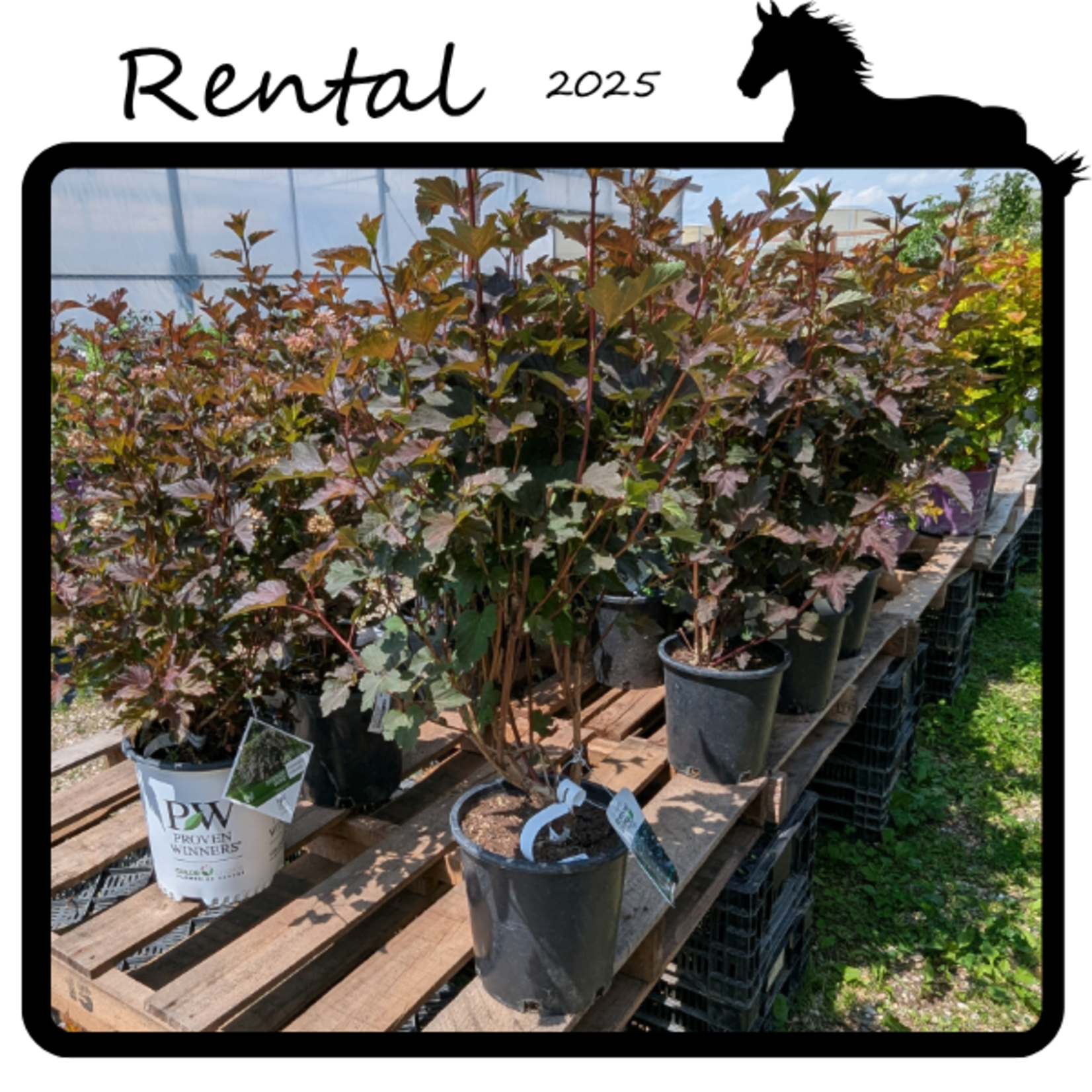 Green Spot Rentals Rental - Wine Ninebark #02 - #03 Gallon Nursery Container