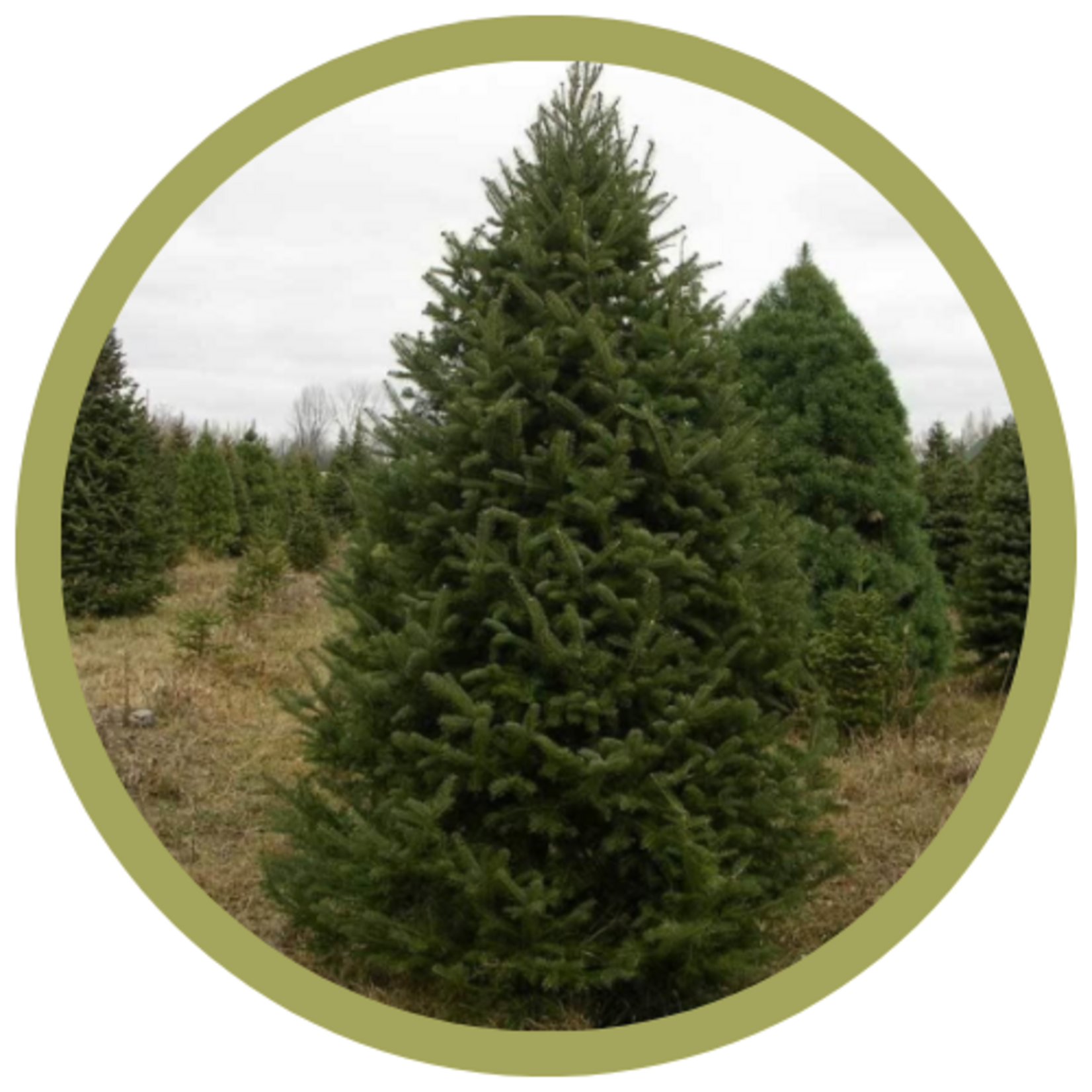 Abies balsamea Balsam Fir