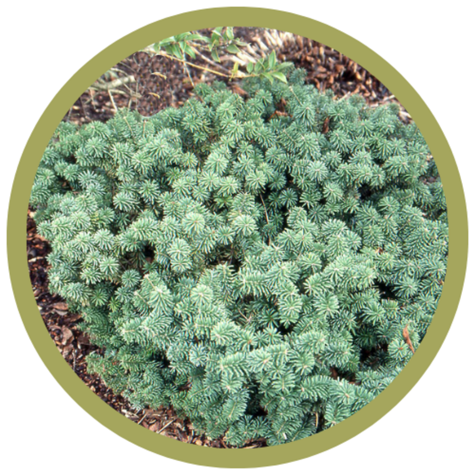 Abies balsamea 'Nana' Dwarf Balsam Fir