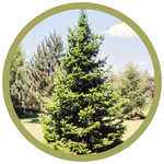 Abies siberica Siberian Fir