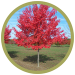 Acer ginnala Amur Maple