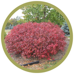 Acer ginnala 'Durglobe' Atomic Amur Maple