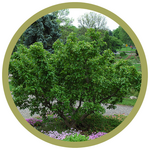 Acer ginnala 'Emerald Elf' Amur Maple