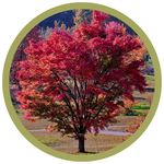 Acer ginnala 'Flame' Amur Maple