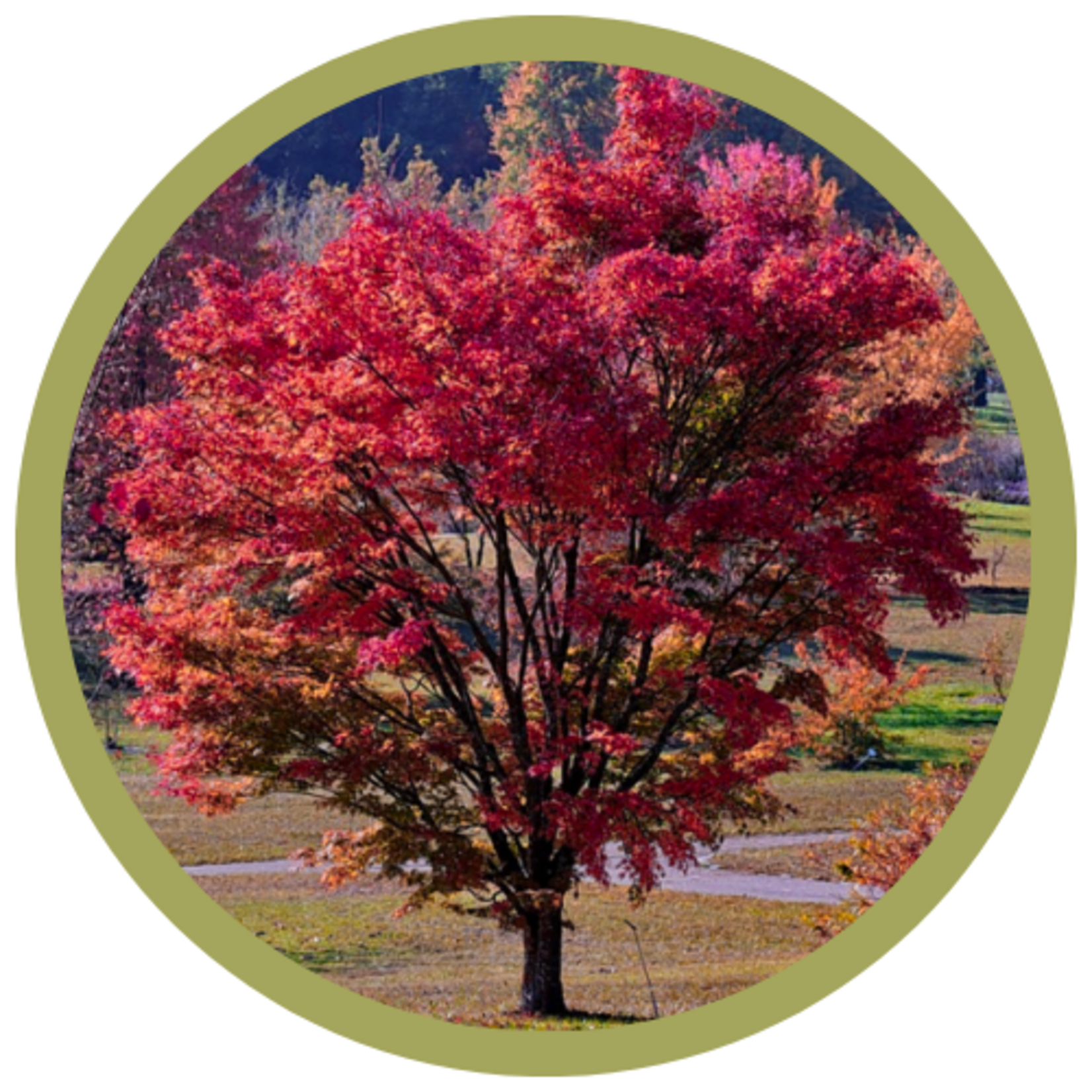 Acer ginnala 'Flame' Amur Maple