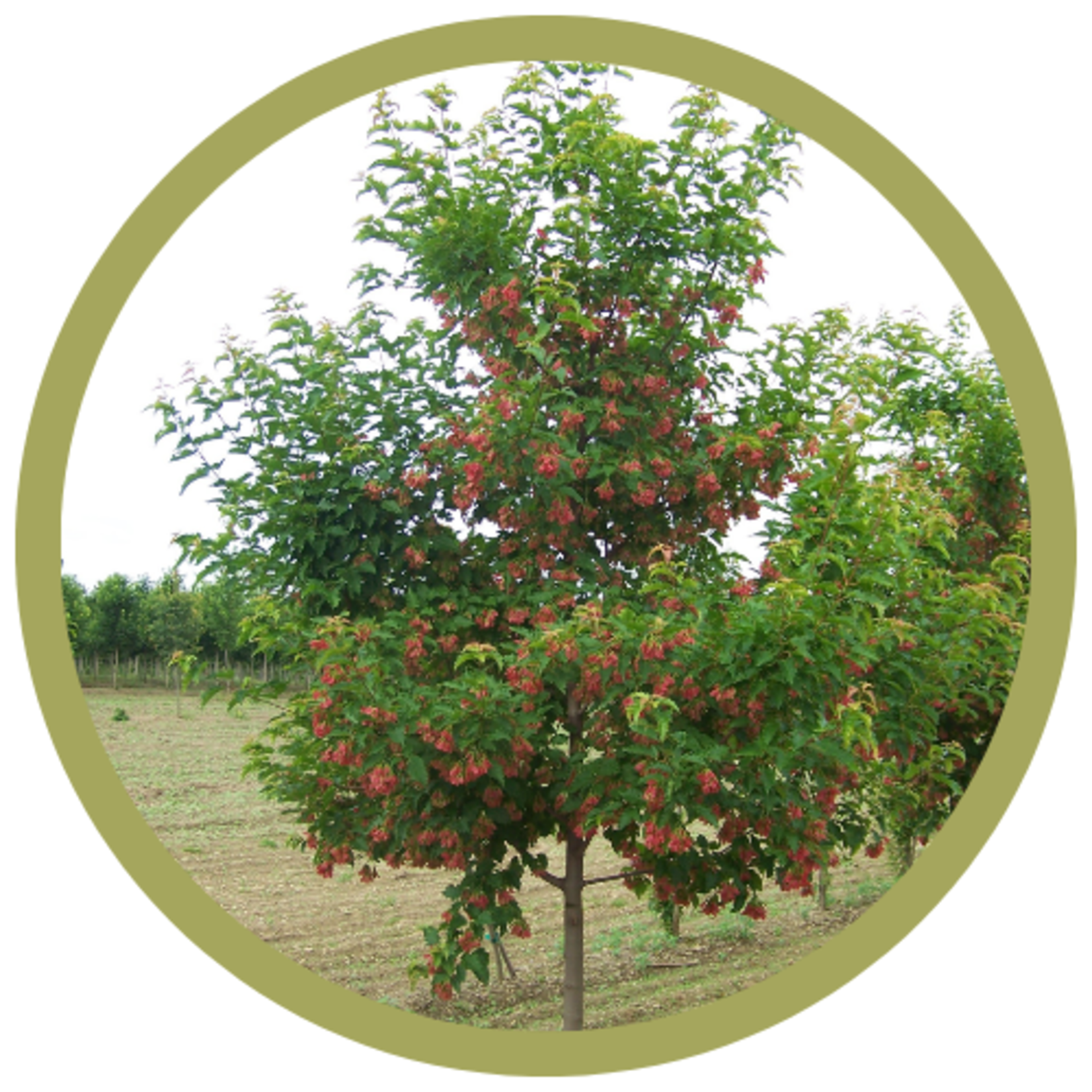 Acer ginnala 'Ruby Slippers' Amur Maple