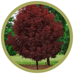 Acer platanoides 'Crimson King' Norwegian Maple