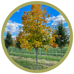 Acer platanoides 'Deborah' Norwegian Maple