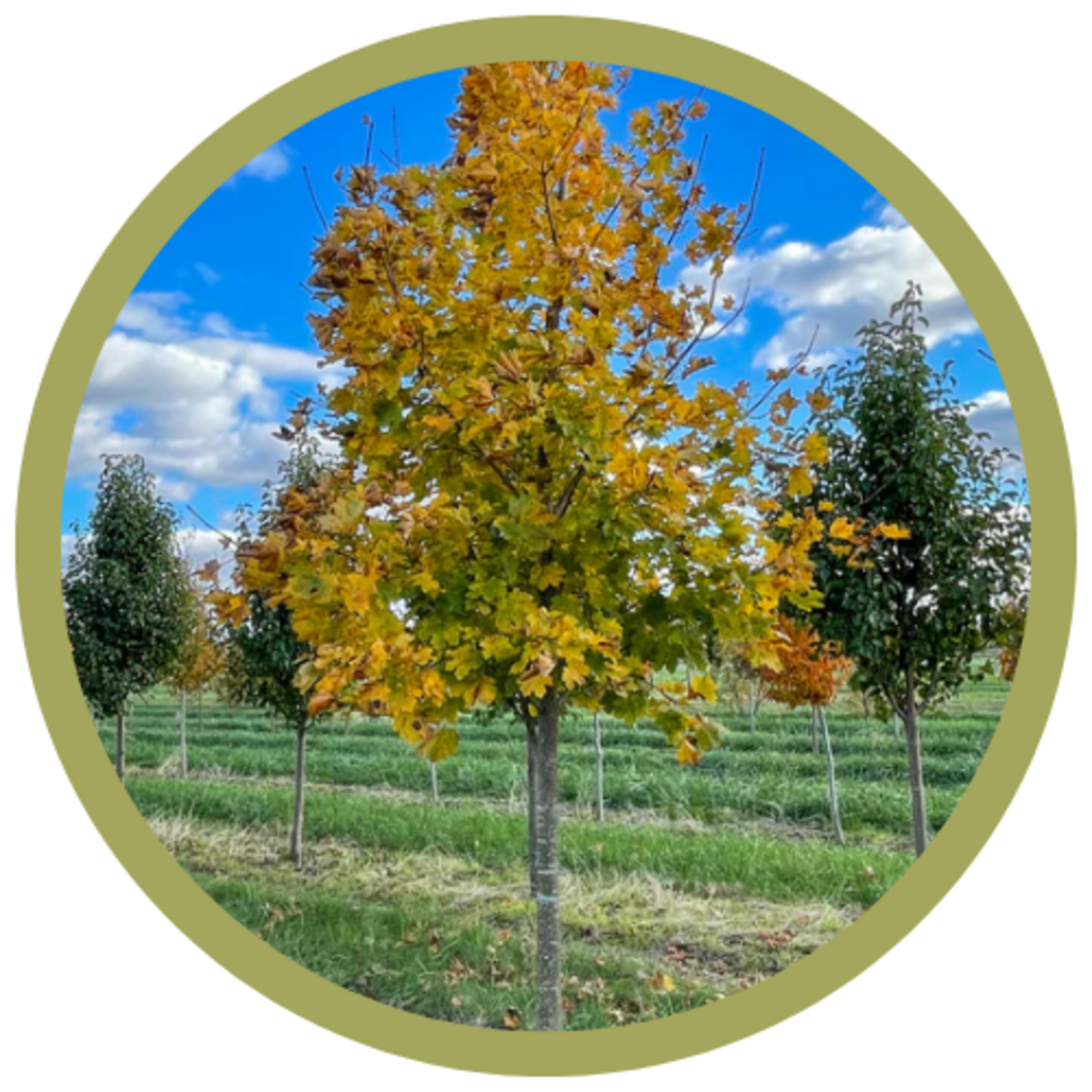 Acer platanoides 'Deborah' Norwegian Maple