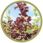 Acer platanoides 'Prairie Splendor' Norwegian Maple