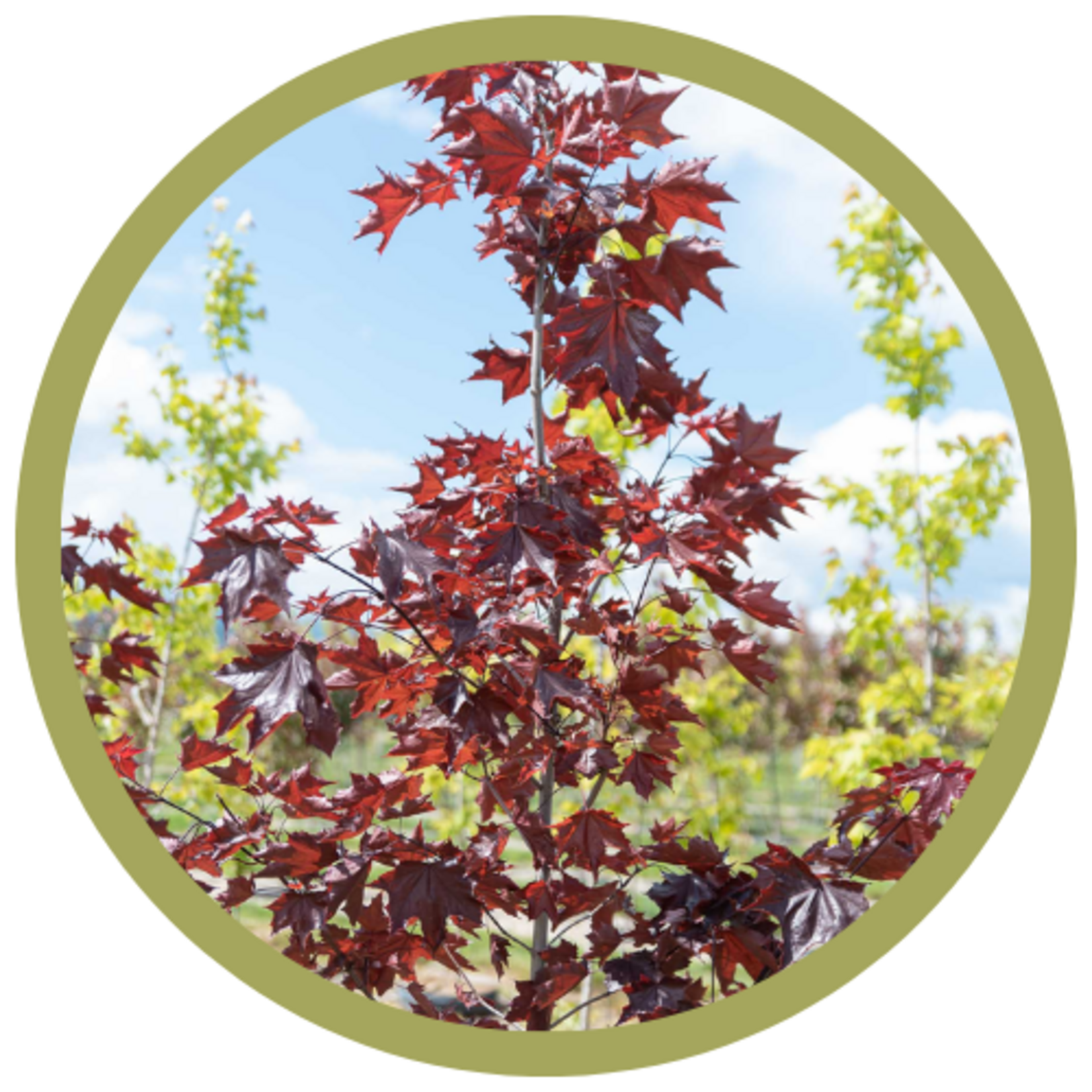 Acer platanoides 'Prairie Splendor' Norwegian Maple