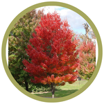 Acer rubrum 'Jefrouge' Prairie Rouge Red Maple