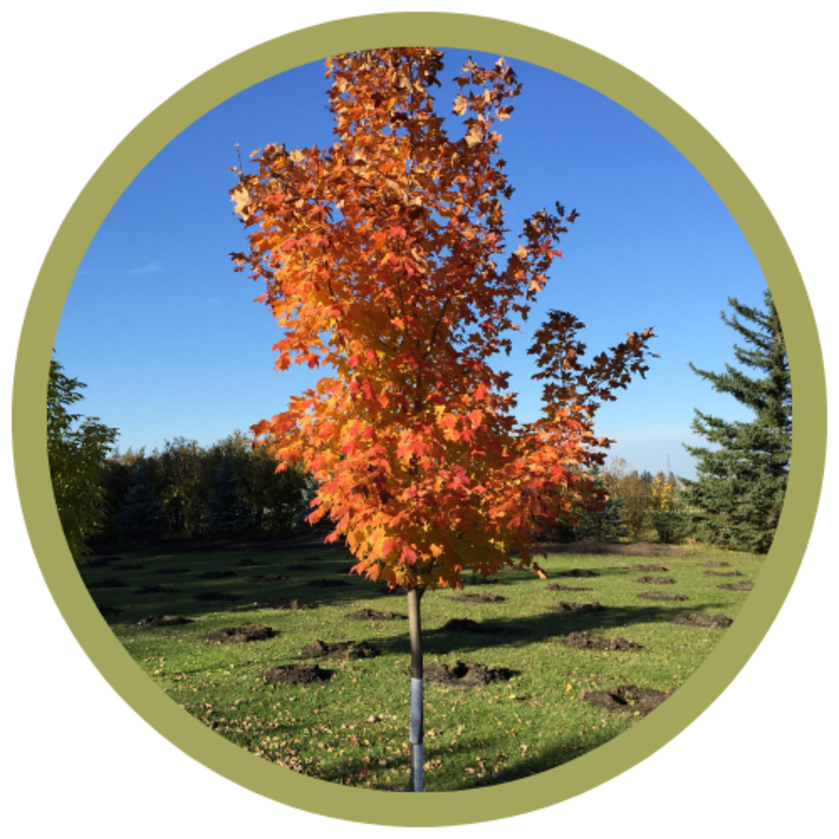 Acer saccharinum 'Jeferno' Inferno Sugar Maple