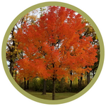 Acer saccharinum 'Lord Selkirk' Sugar Maple