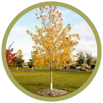 Acer saccharinum 'Silver Cloud' Silver Maple