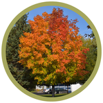 Acer saccharinum 'Unity' Sugar Maple