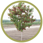 Acer tataricum 'GarAnn' Hot Wings Maple