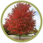 Acer x freemanii Freeman Select Seedling Maple