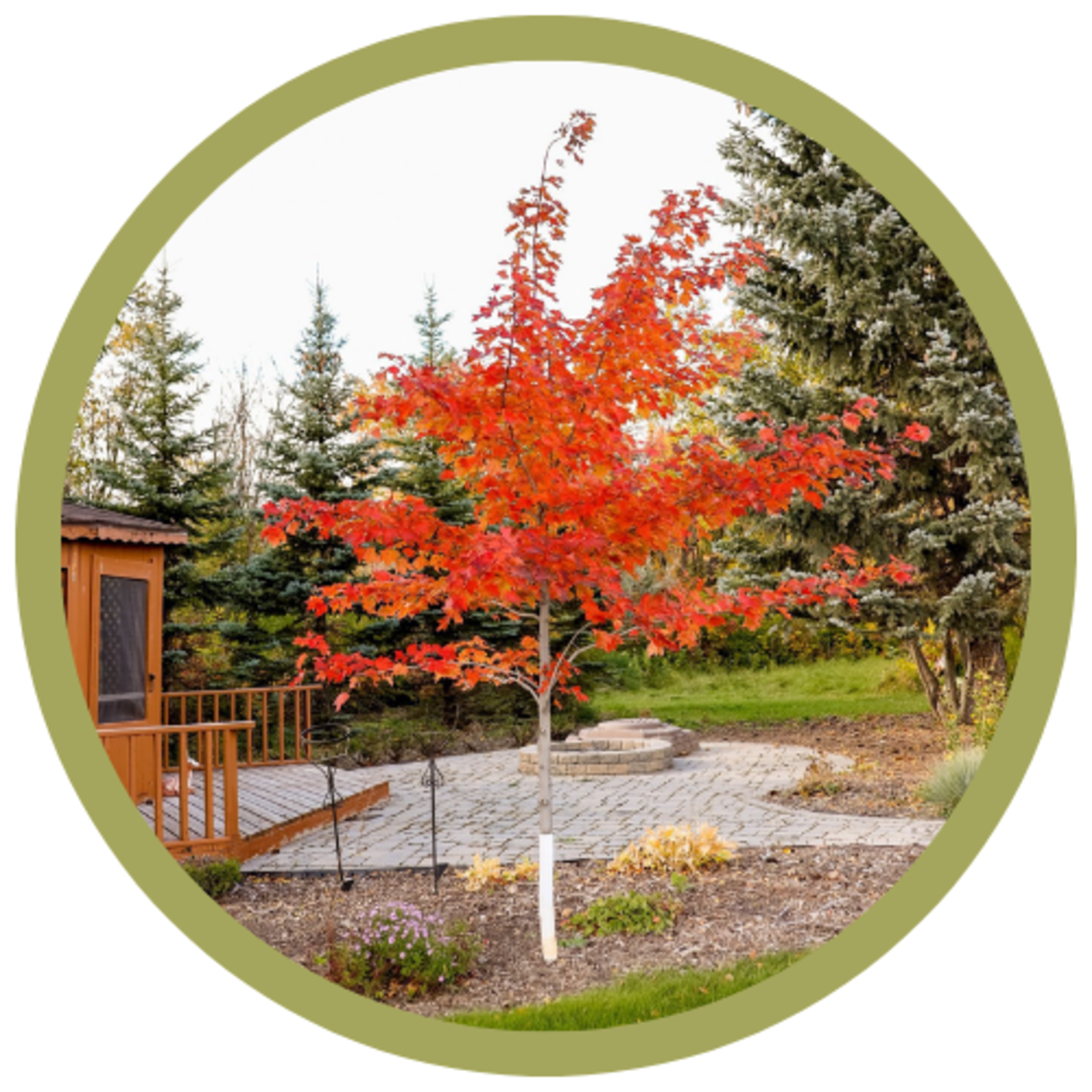 Acer x freemanii 'Jefcef' Regal Celebration Freeman Maple