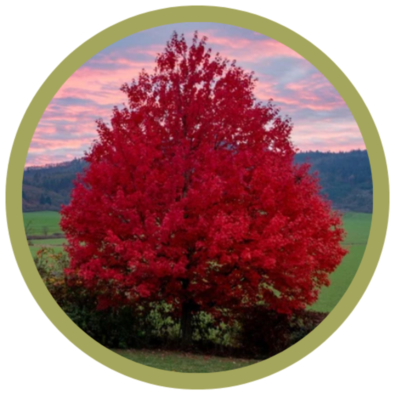 Acer x freemanii 'Jeffersred' Autumn Blaze Freeman Maple