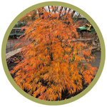 Acer x pseudosieboldianum 'IsllD' Ice Dragon Maple