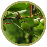 Actinidia kolomikta 'Issai' Hardy Kiwi