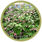 Actinidia kolomikta 'Pasha' Male Kiwi