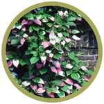 Actinidia kolomikta 'September Sun' Female Kiwi