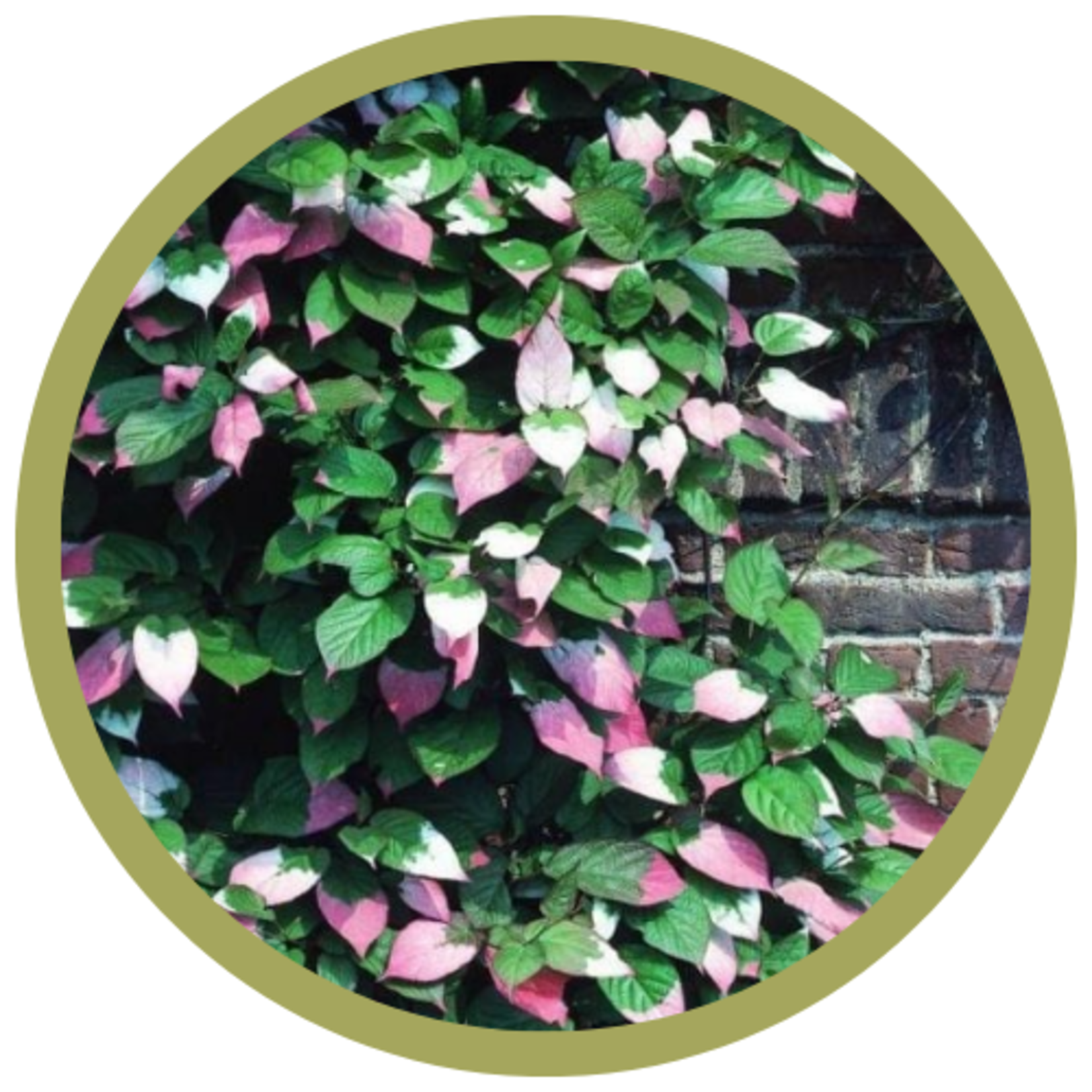 Actinidia kolomikta 'September Sun' Female Kiwi