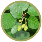 Alnus alnobetula Green Alder