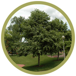 Alnus hirsuta 'Harbin' Prairie Horizon Alder