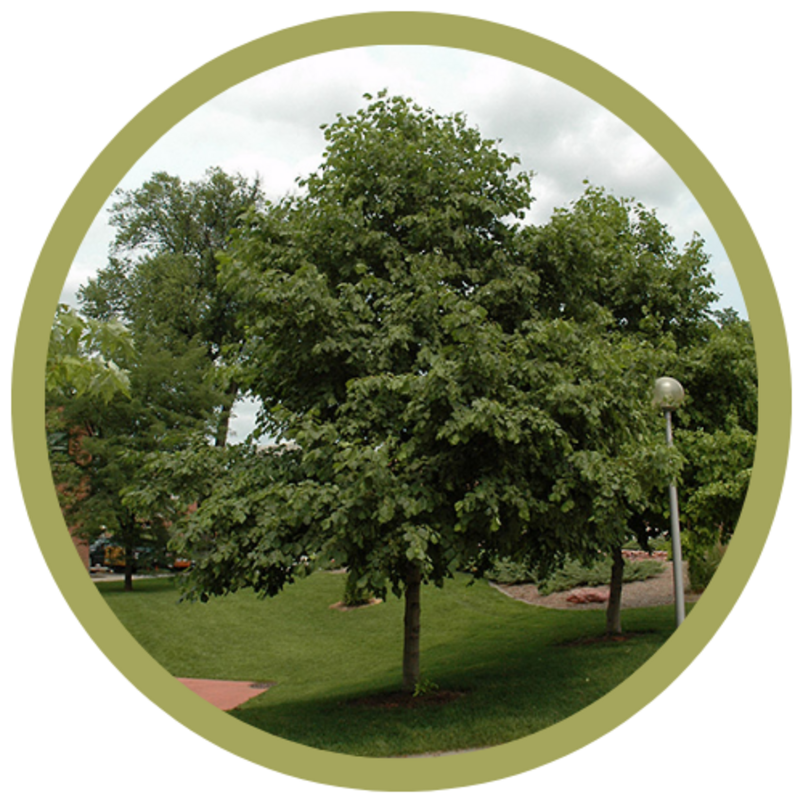 Alnus hirsuta 'Harbin' Prairie Horizon Alder