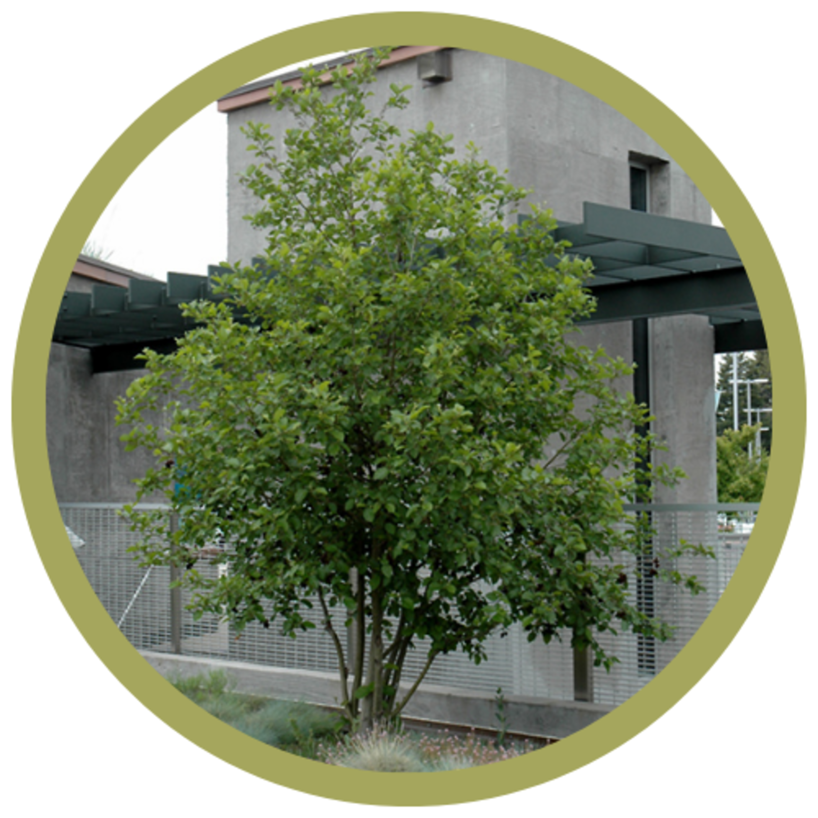 Alnus incana 'Tenuifolia' Mountain Alder