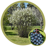 Amelanchier alnifolia 'Honeywood' Saskatoon