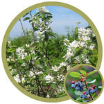 Amelanchier alnifolia 'Lee #3' Saskatoon