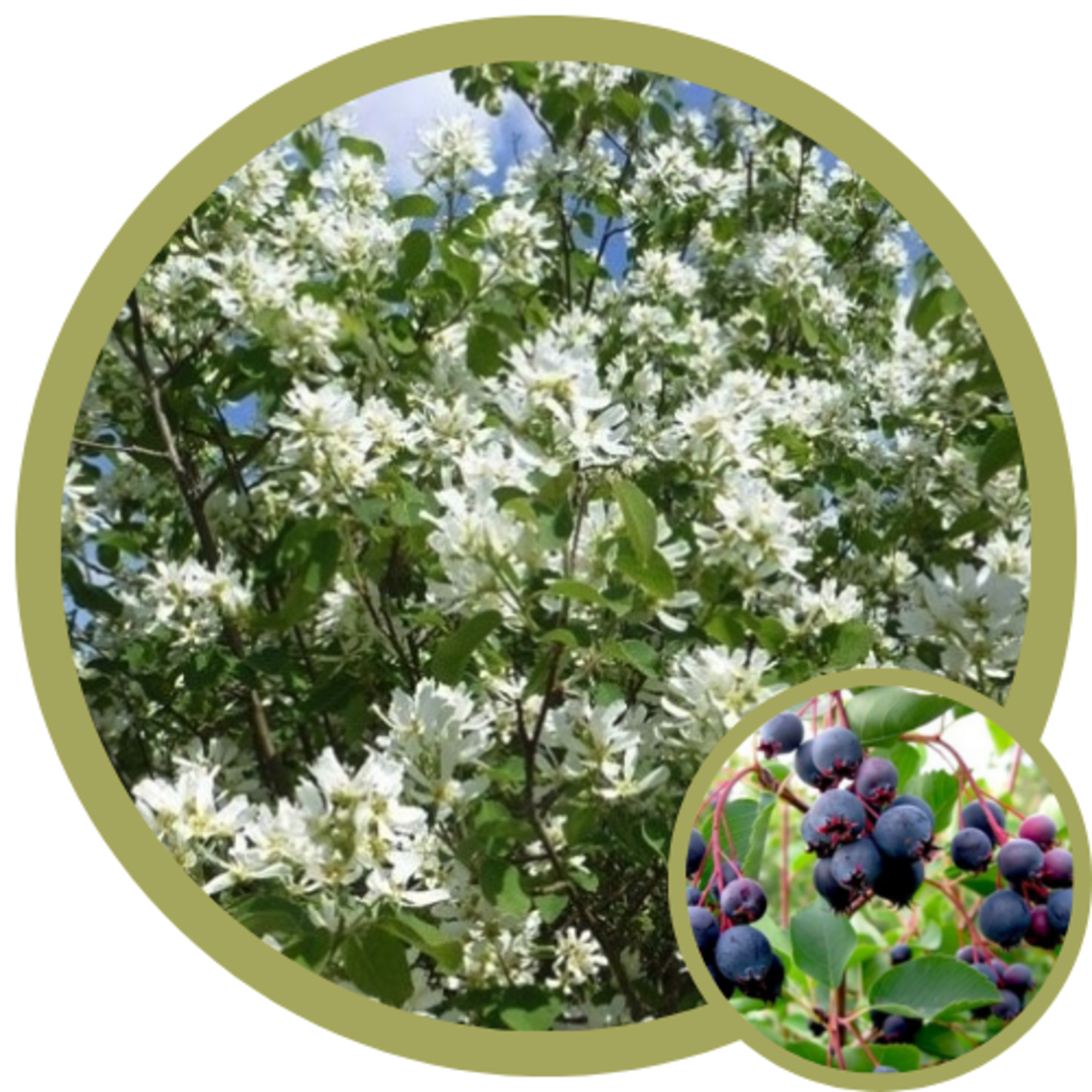Amelanchier alnifolia 'Martin' Saskatoon