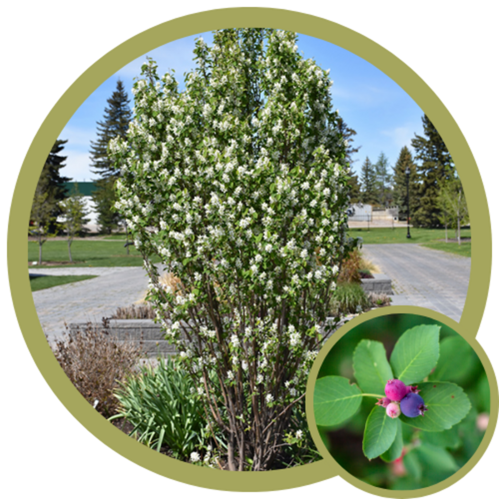 Amelanchier alnifolia 'Obelisk' Standing Ovation Saskatoon