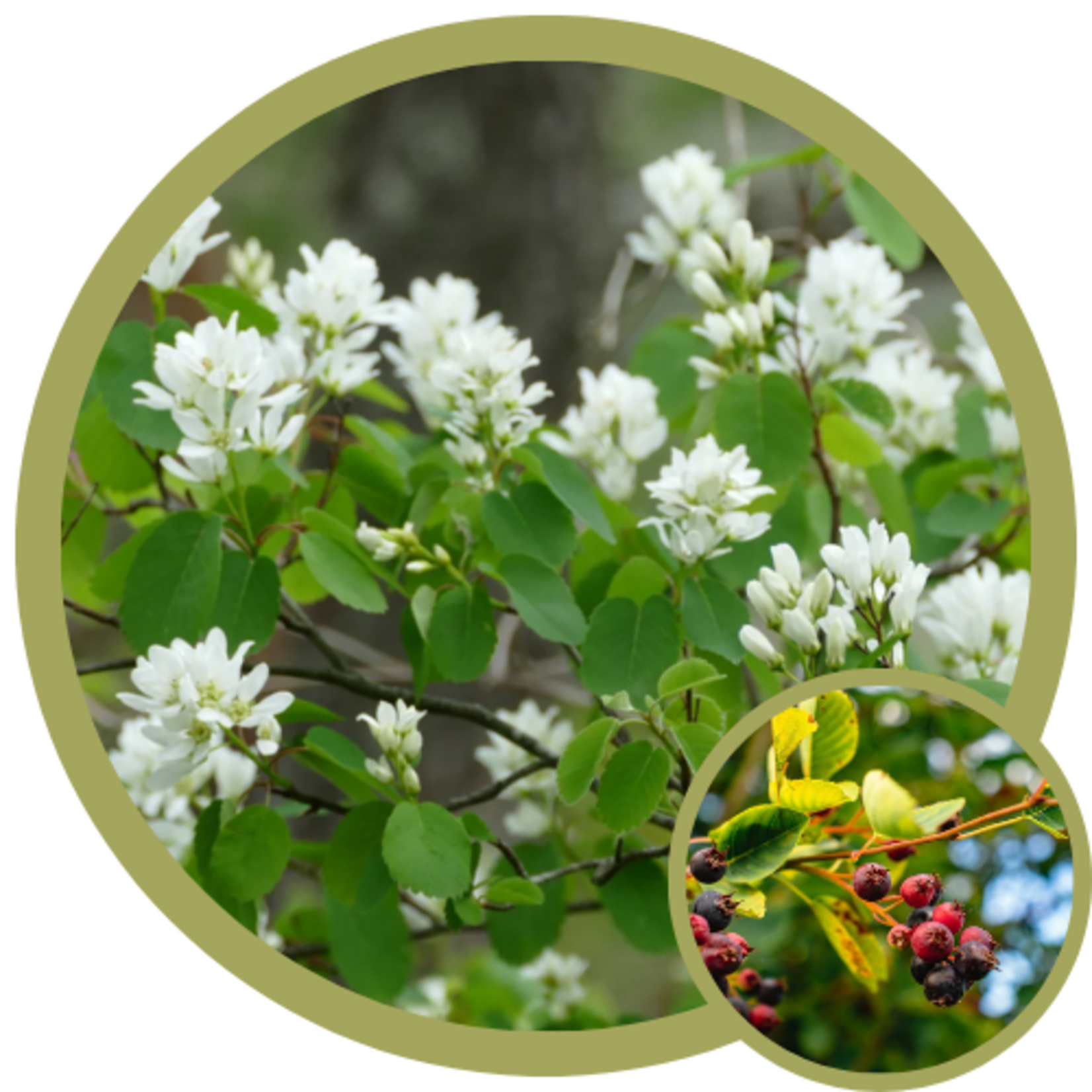 Amelanchier alnifolia 'Parkhill' Saskatoon