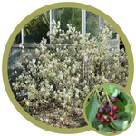 Amelanchier alnifolia 'Regent' Saskatoon