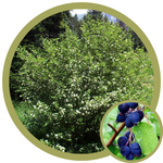 Amelanchier alnifolia 'Smokey' Saskatoon