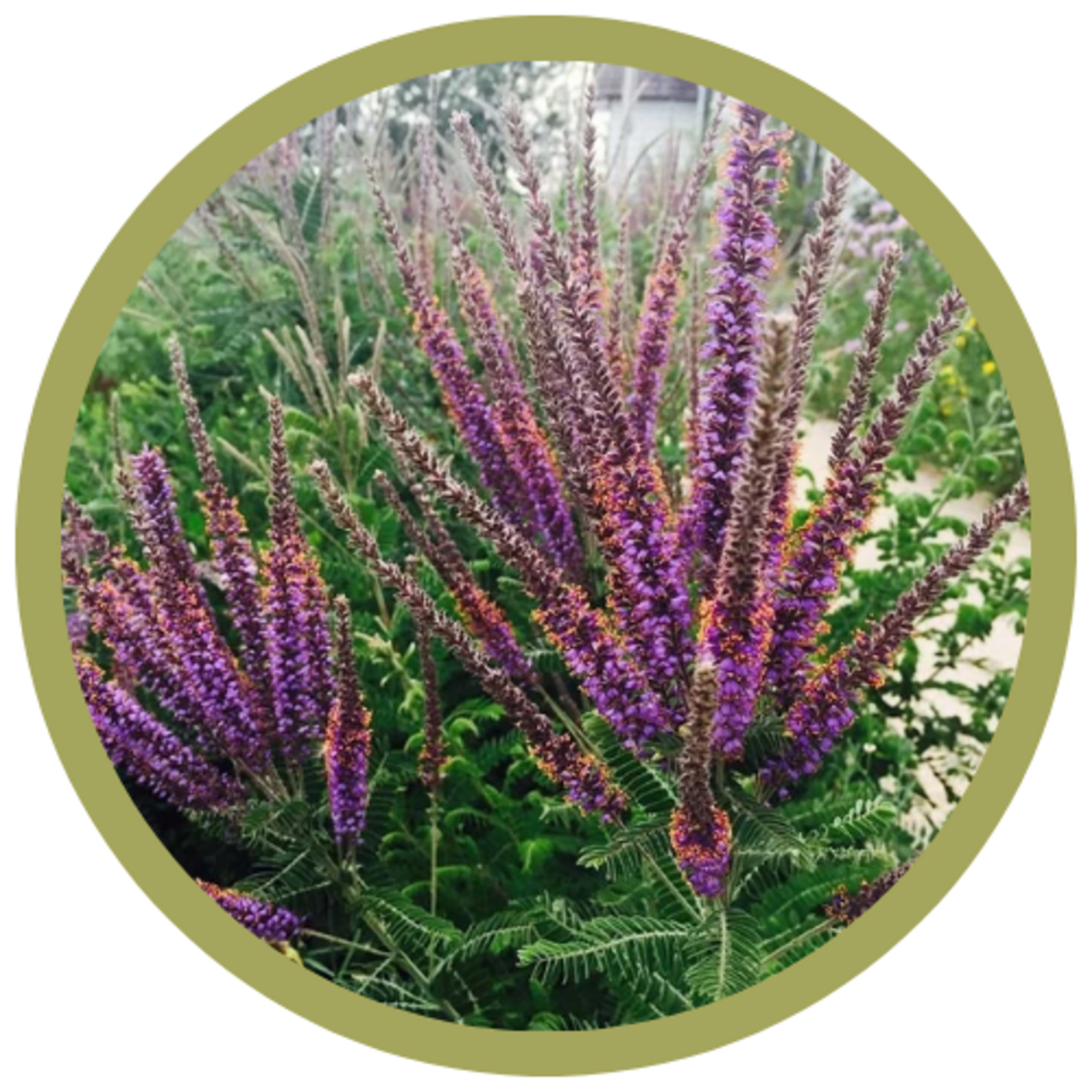 Amorpha canescens Lead Plant