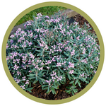 Andromeda polifolia 'Blue Ice' Bog Rosemary