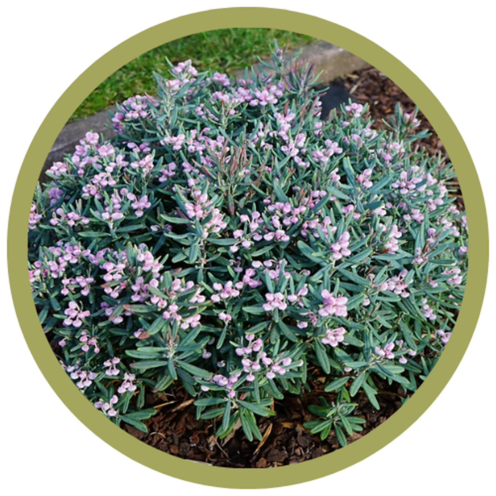 Andromeda polifolia 'Blue Ice' Bog Rosemary