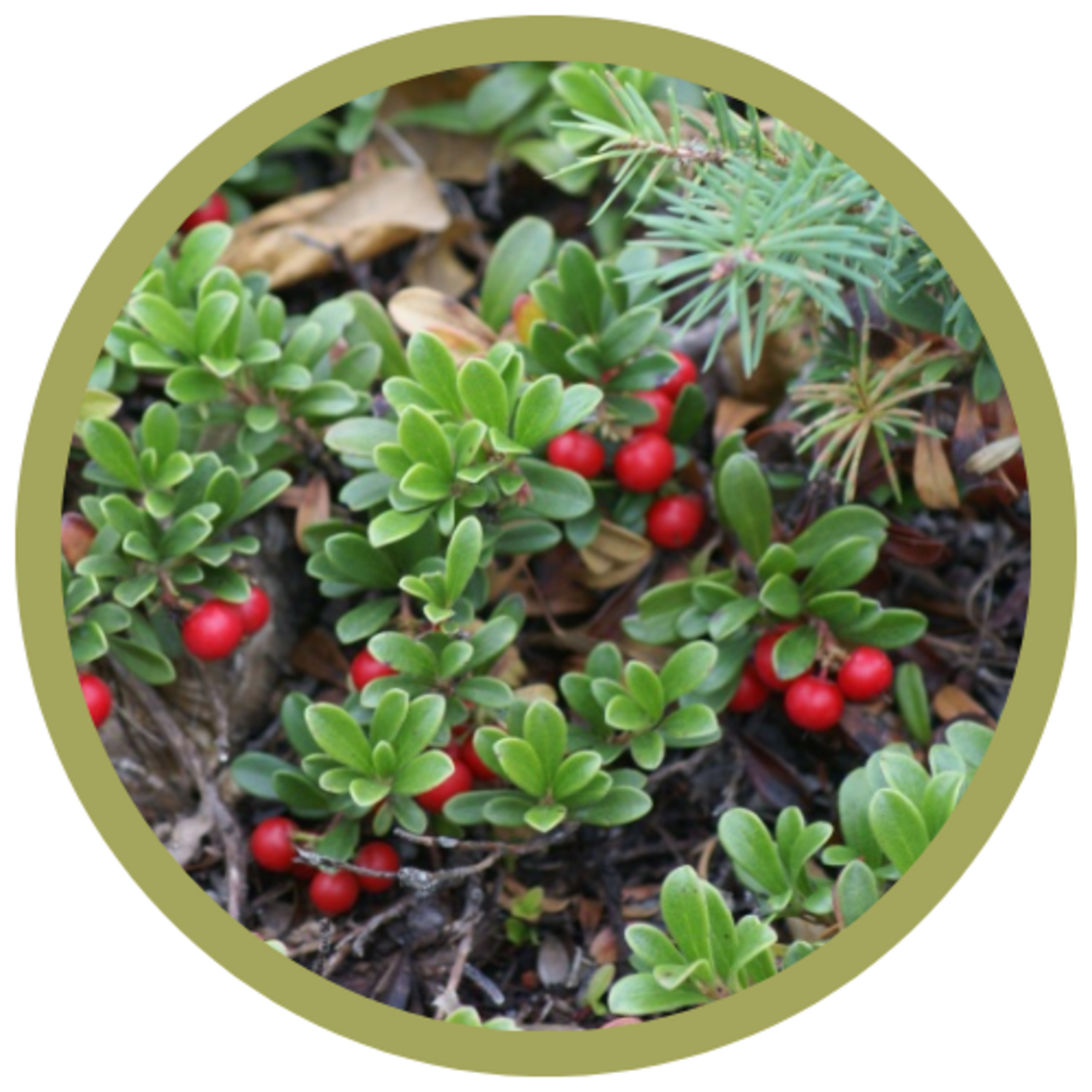 Arctostaphylos uva-ursi Kinnikinnick "Bearberry"