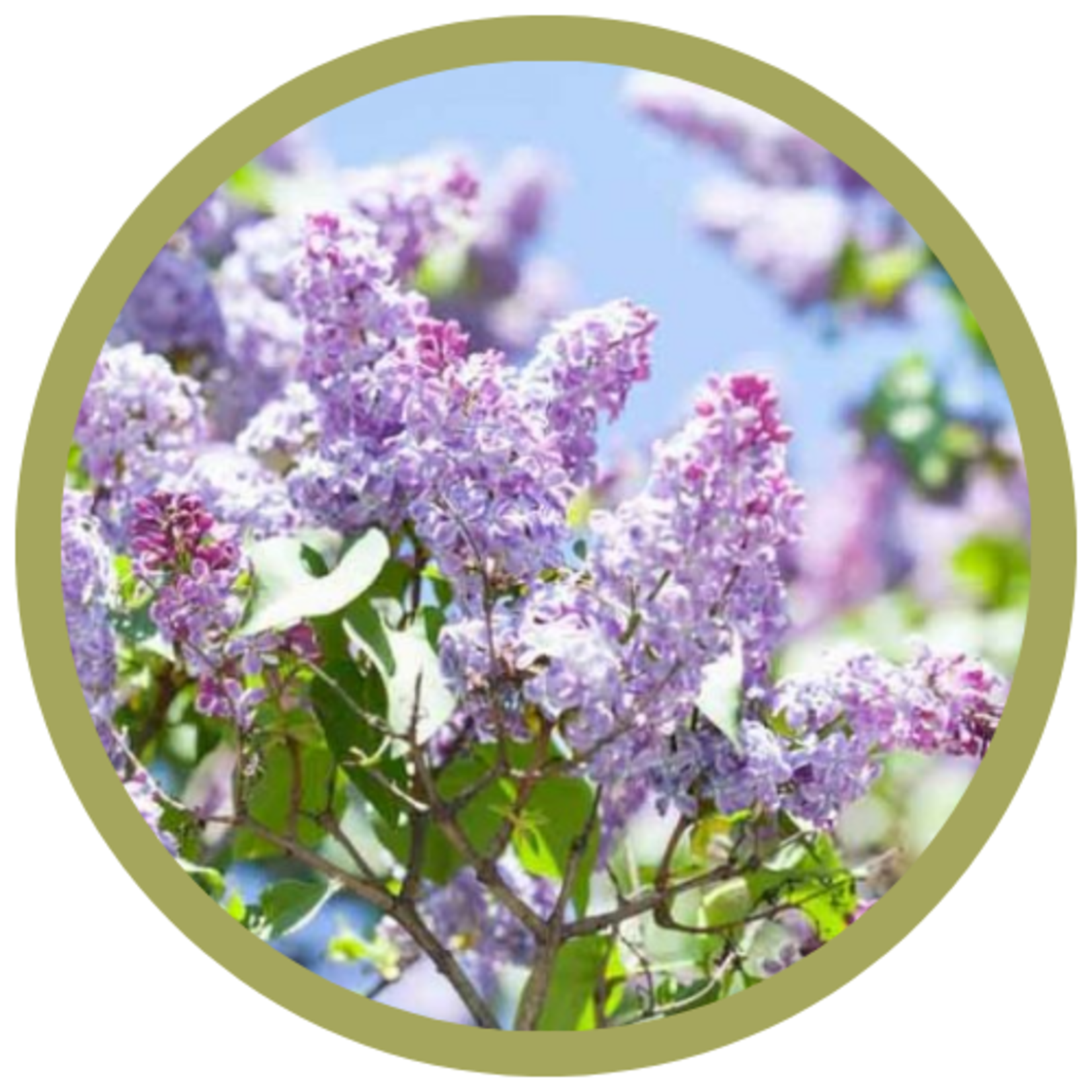Syringa vulgaris Common Purple Lilac